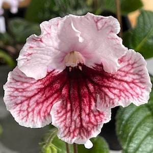 BB 1616 Streptocarpus 2.5&quot; Pot Live Starter Plant