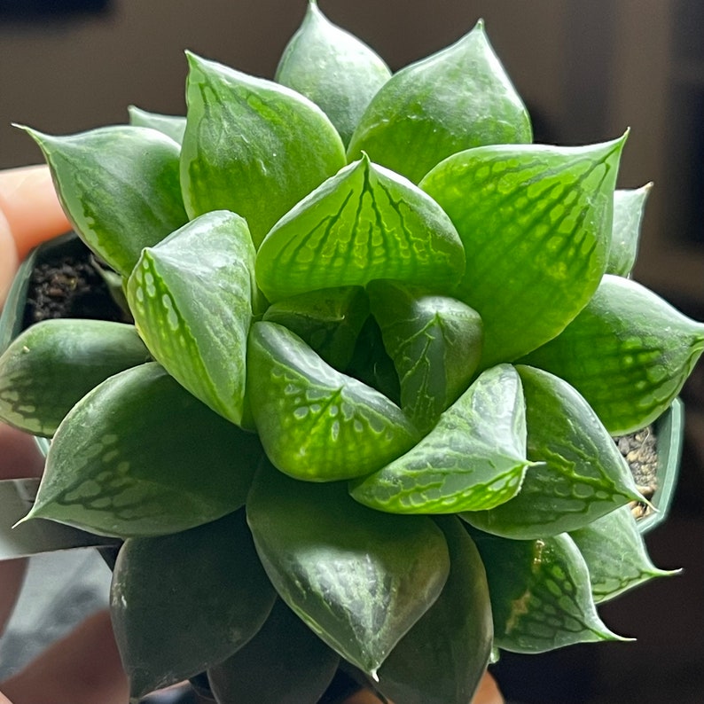 Haworthia cuspidata for sale