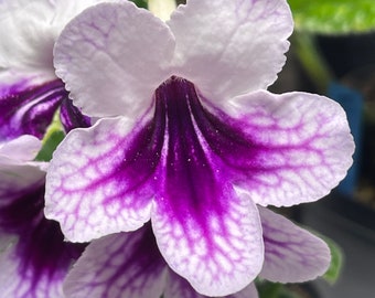 Bristol’s Indigo Eyes Streptocarpus Cape Primrose 2.5" Pot Starter Plant