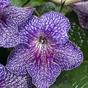 OD Chernomore Streptocarpus - Cape Primrose 2.5" Pot Live Starter Plant