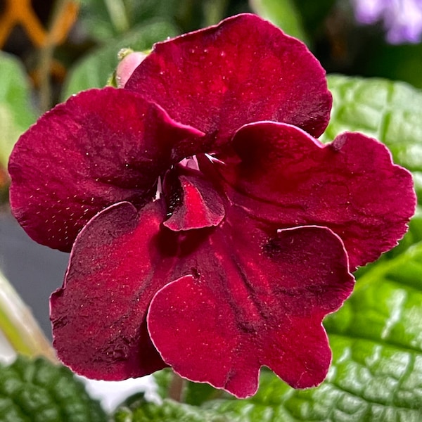 DS Flamenco Streptocarpus Solid Red Cape Primrose 2.5" Pot Starter Plant