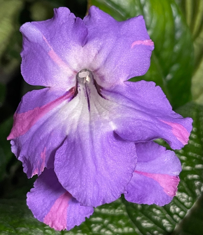 Bristol's Party Boy Streptocarpus Cape Primrose 2.5 Pot Starter Plant image 2