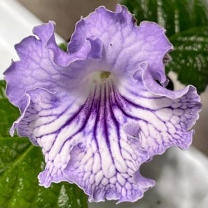DS Crystal Lace Streptocarpus 2.5&quot; Pot Live Starter Plant