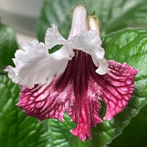 Kika Streptocarpus Cape Primrose 2.5" Pot Starter Plant