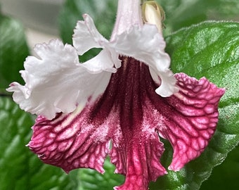 Kika Streptocarpus Cape Primrose 2.5" Pot Starter Plant