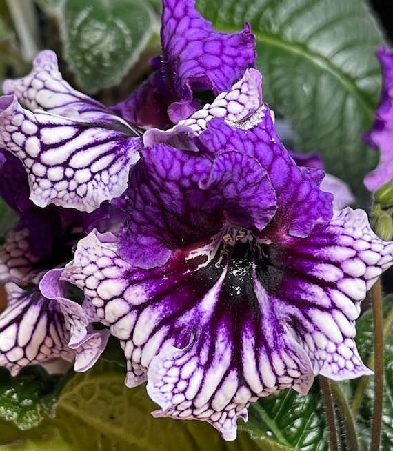 EF 117 Streptocarpus 2.5" Pot Starter Plant - Etsy