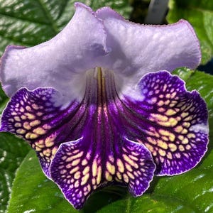 VaT Bird Streptocarpus 2.5&quot; Pot Starter Plant