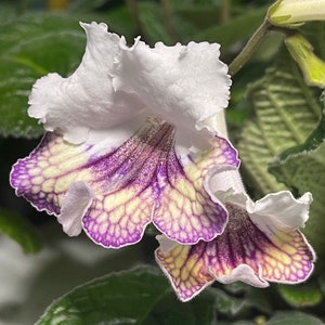 Ambra Streptocarpus Cape Primrose 2.5 Pot Starter Plant image 1