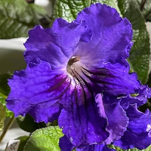 BB 1333 Streptocarpus 2.5&quot; Pot Live Starter Plant
