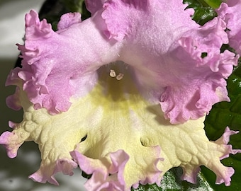 Holka Streptocarpus Cape Primrose 2.5" Pot Starter Plant