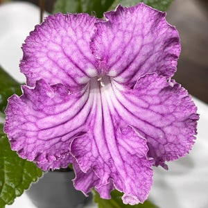 BB 1188 First Crush Streptocarpus 2.5&quot; Pot Starter Plant