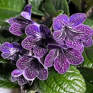 May include: Close-up of a flowering plant with vibrant purple blooms. The petals are speckled with white and dark purple patterns, creating a striking contrast. The plant has lush green leaves, and the flowers are in full bloom.