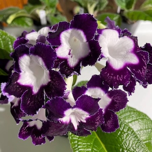 LE Violetta Streptocarpus 2.5" Pot Starter Plant