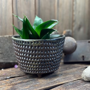 May include: A small, dark gray ceramic planter with a textured, dotted pattern. The planter holds a vibrant green plant with long, pointed leaves. The pot sits on three small feet and is displayed on a rustic wooden surface.