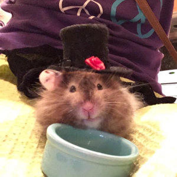 Gentleman Gents Top Hat modeled by Poroto a Hamster....made to order....I do not have one available