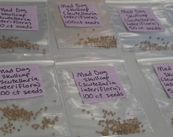 Könnte beinhalten: Mehrere durchsichtige, wiederverschließbare Plastikbeutel mit kleinen braunen Samen. Jeder Beutel hat ein hellviolettes quadratisches Etikett mit handgeschriebenem schwarzem Text: Mad Dog Skullcap (Scutellaria lateriflora) und 50 ct oder 100 ct seeds.