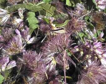Könnte beinhalten: Eine Ansammlung getrockneter violetter Blüten und grüner Blätter. Die Blüten haben ein federartiges, strukturiertes Aussehen mit tiefvioletten und hellen lavendelfarbenen Tönen, durchsetzt mit getrocknetem, krausem grünem Laub in diesem dichten botanischen Arrangement.