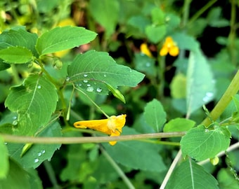 Könnte beinhalten: Eine leuchtend gelbe Springkrautblüte blüht inmitten von sattem grünem Laub. Die gezackten Blätter sind mit kleinen, klaren Wassertropfen übersät, die die natürliche Textur der Pflanze in einer dichten Gartenumgebung hervorheben.