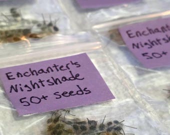 Könnte beinhalten: Durchsichtige, wiederverschließbare Plastikbeutel mit kleinen, braunen, flauschigen Samen. Jeder Beutel hat ein violettes Etikett mit dem handgeschriebenen Text Enchanter's Nightshade 50+ seeds. Die Samen sind texturiert und haarig.