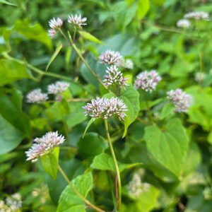以下が含まれることがあります： 細い緑色の茎に咲く淡いピンクと白の小さな花の群生。幅の広いハート型の緑色の葉に囲まれています。繊細な花は丸みを帯びた星のような形に配置されており、つぼみの状態のものと完全に開花しているものが混在しています。