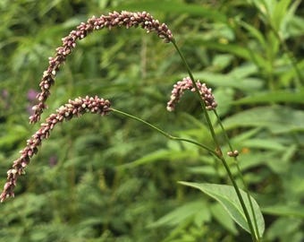 Oriental Lady's Thumb Seeds, Pink Smartweed (25+ Seeds) - Persicaria maculosa - Hand-Foraged