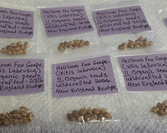 Könnte beinhalten: Mehrere kleine, durchsichtige Plastiktüten mit braunen Heirloom Fox Traubensamen (Vitis Labrusca). Jede Tüte hat ein violettes Etikett mit handschriftlichem Text: 11 organic seeds, wildcrafted 2026, New England Ecotype.