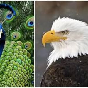 Puede incluir: Imagen dividida que muestra un pavo real y un águila calva. El pavo real exhibe plumas azules y verdes iridiscentes, con patrones en forma de ojo. El águila tiene cabeza blanca, pico amarillo y plumaje marrón oscuro.