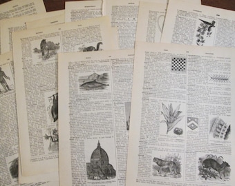 Vintage Dictionary Paper Pages with Large Illustrations