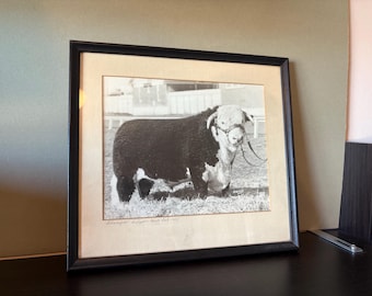Vintage 1940s Framed Photo of a Prize Winning Hereford Bull Cow - Collectible Black & White Photography