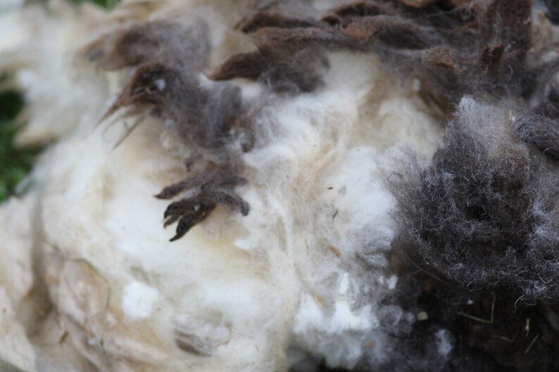 Jacob fleece raw lilac /& white