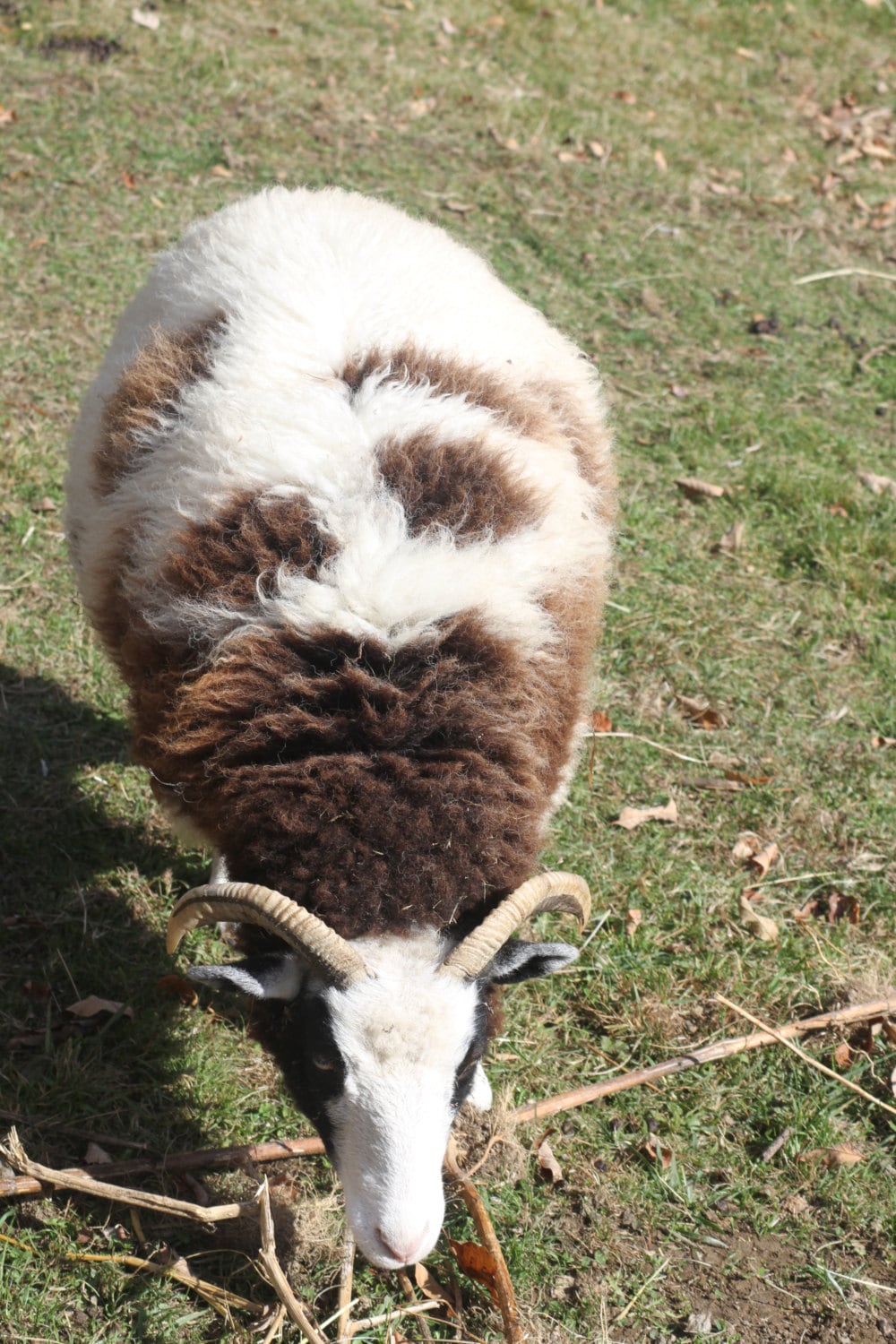 Jacob sheep wool roving grey 8 oz. Etsy