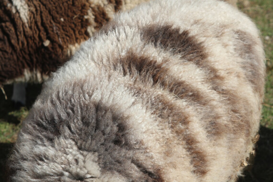 Jacob Sheep Wool Roving Grey 8 Oz. Etsy