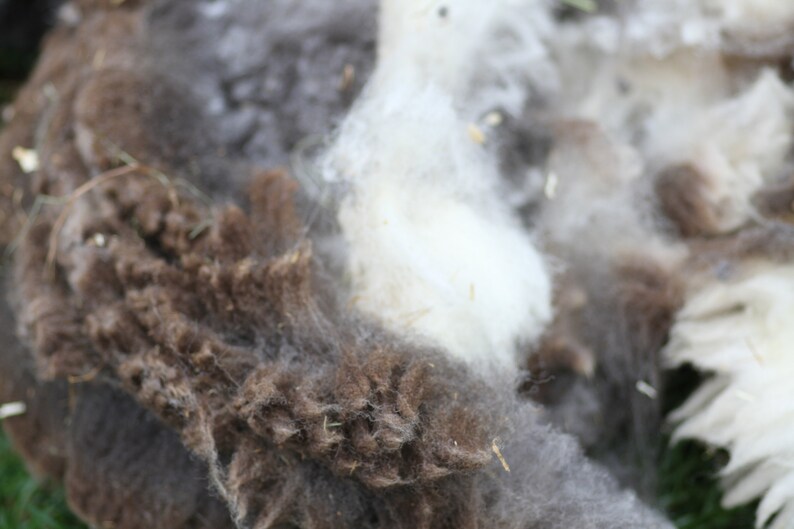 Jacob fleece raw lilac /& white