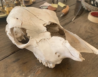 Naturally Sun Bleached and Cleaned Young Cow Skull: Found in the Nearby Hills while Wandering