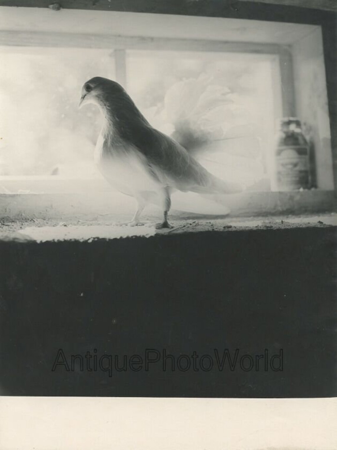 White dove bird on window sill vintage Soviet art photo by Etsy