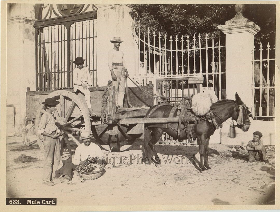 Cuba Farmers on Mule Cart Antique Ethnic Albumen Photo | Etsy