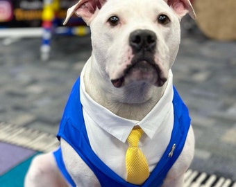 Electric Blue Dog Tuxedo - custom sizing - Choice of Tie included