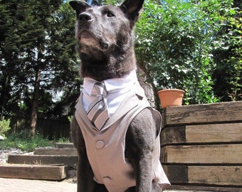 Custom Wedding Dog Tuxedo Suit - Best Dog - Pick your color - custom sizing - White Shirt - Choice of Tie included - rush shipping available