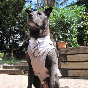 A very handsome black dog named Boo modeling a "Grey" Arla Designs dog tuxedo with a white shirt and a grey striped necktie, ready to attend a wedding.