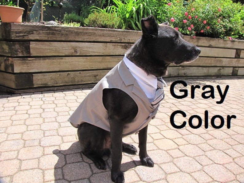 Custom Wedding Dog Tuxedo Suit Best Dog Pick your color custom sizing White Shirt Choice of Tie included rush shipping available image 2