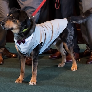 Custom Wedding Dog Tuxedo Suit Best Dog Pick your color custom sizing White Shirt Choice of Tie included rush shipping available image 4