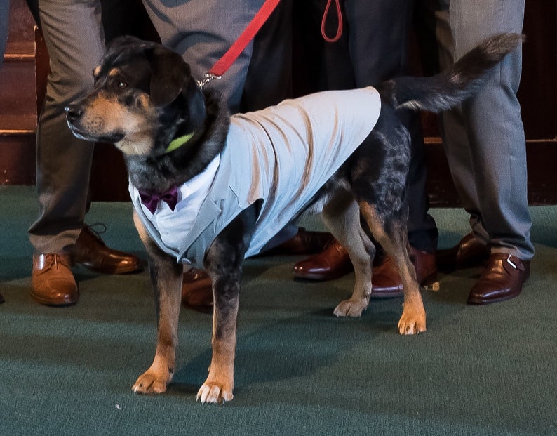 Custom Wedding Dog Tuxedo Suit Best Dog Pick your color custom sizing White Shirt Choice of Tie included rush shipping available image 4