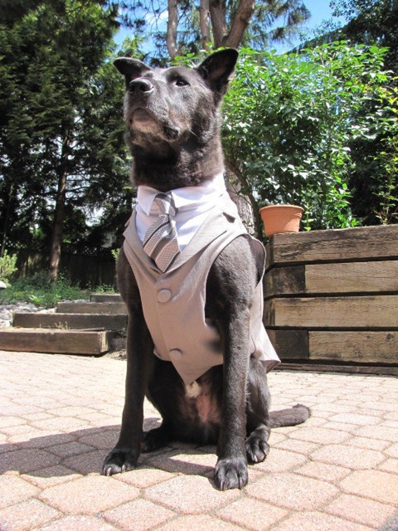 A very handsome black dog named Boo modeling a "Grey" Arla Designs dog tuxedo with a white shirt and a grey striped necktie, ready to attend a wedding.