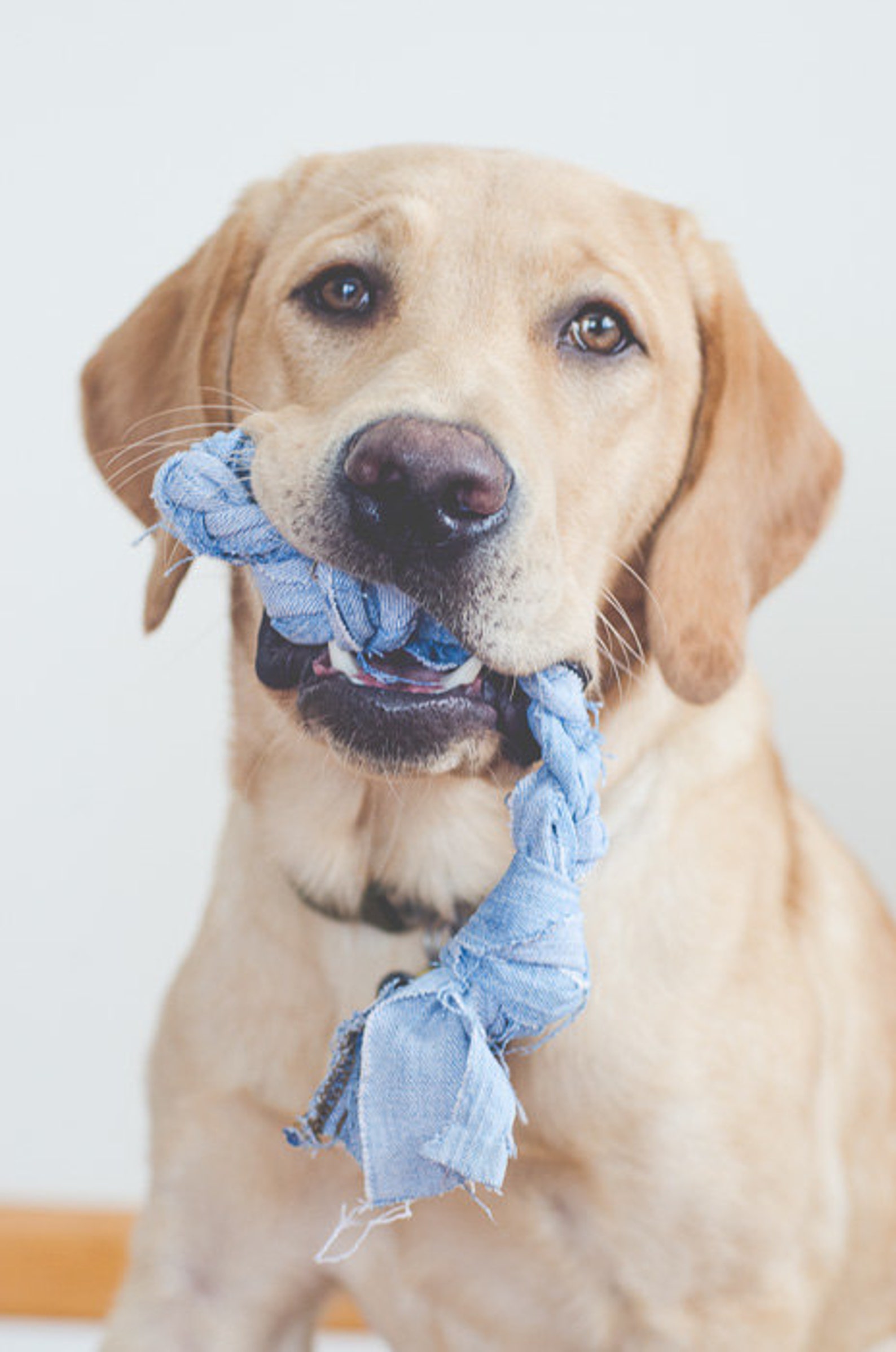 Handmade Recycled Denim Dog Toy Etsy