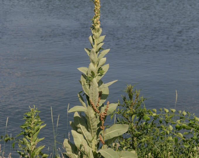 Dried Mullein for tea 1/2-oz.