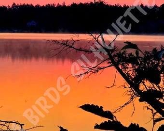 A Birds Silhouette - Digital Art Print by Gregory Alsobrooks | Instant Download Photography