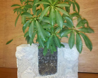 Planter made out of repurposed concrete block with plexiglass inserts.
