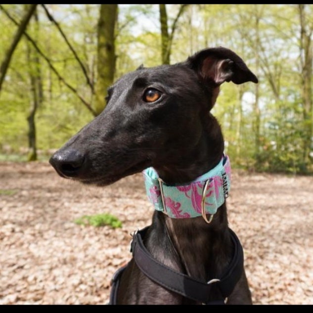 Martingale Collar Etsy