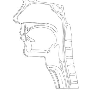 Laryngectomy Print outline