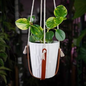 May include: A white ceramic planter with a textured surface hangs from a macrame plant hanger. The planter contains a green and yellow variegated plant with round leaves.